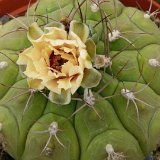 Gymnocalycium pflanzii P1030838.JPG